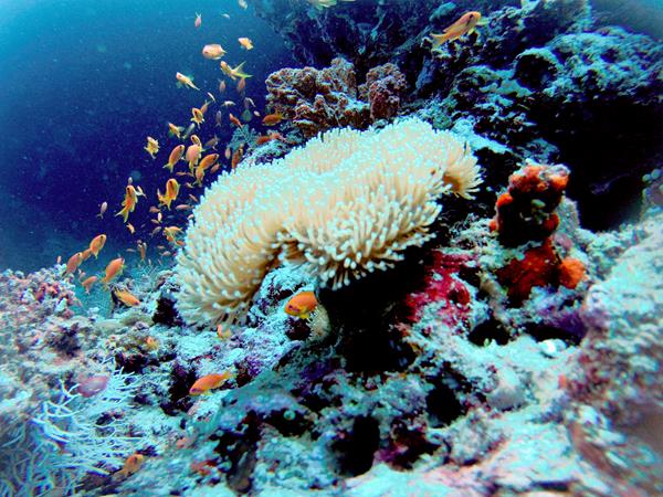 Tropical Reef Fish