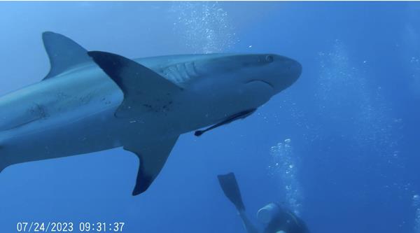 Black-Tip Reef Shark