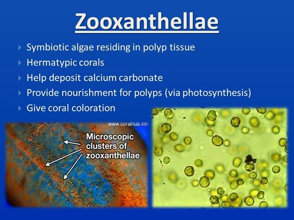 zooxanthellae chart