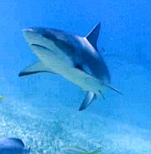 Bimini Shark