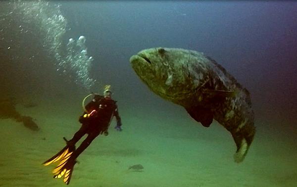 Goliath Grouper