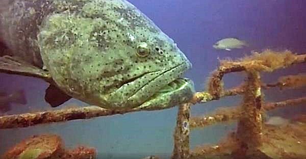 Goliath Grouper