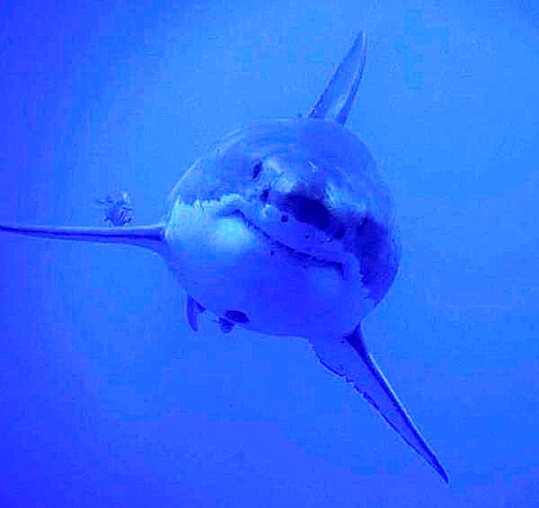 Great White Cage Dive