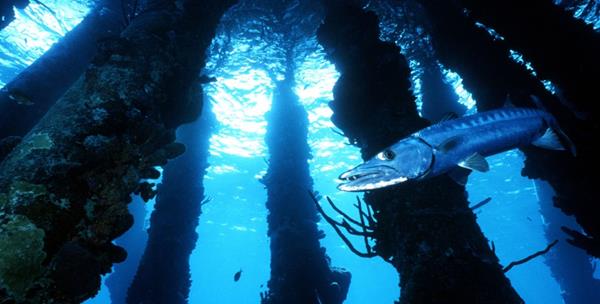 Bonaire Salt Pier